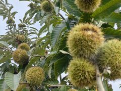 -北仑森林植物园