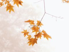 -龙苍沟森林公园