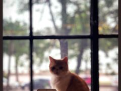 -more than meow吴止猫主题餐厅(承德 中船汇店)