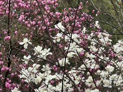 -上海佘山国家森林公园西佘山园