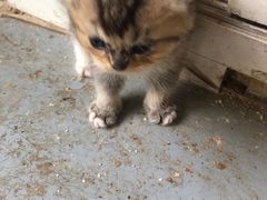 -楼上猫咖(罗湖店)