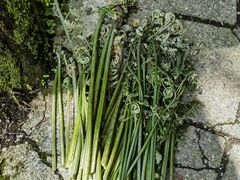 -西岭雪山大飞水景区