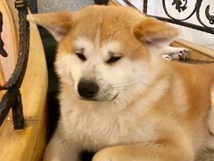 -喜柴咖啡·柴犬狗咖