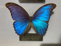 -上海昆虫博物馆