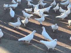 -上海海昌海洋公园