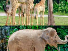 -广州长隆野生动物世界