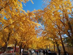 -三里屯东五街银杏大道