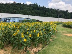 -野狸岛