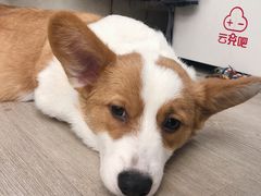 -浣熊柯尔鸭土拨鼠·电玩咖