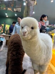-神奇动物撸宠馆·羊驼·小浣熊·异宠(豫园店)