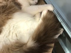 -安格丽娜·狗咖·猫咖羊驼咖(春熙路百盛商场店)