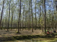 -合肥滨湖国家森林公园