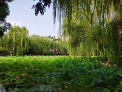 -莲湖公园
