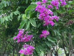 -大亚湾红树林城市湿地公园