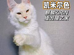 -十年猫舍·猫咪专门店(普陀店)