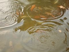 -上海第二工业大学(金海路校区)