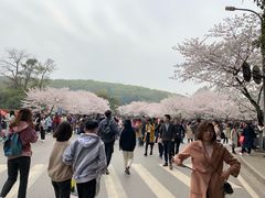 -武汉大学-樱园