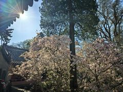 -潭柘寺景区