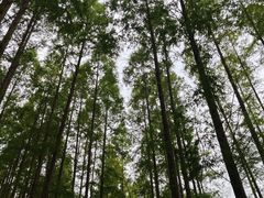 -黄海国家森林公园