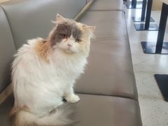 -喵园·猫主题咖啡厅·撸猫·猫咖(国贸店)