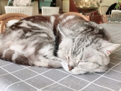 -海边的猫和咖啡馆