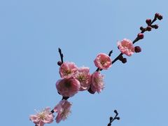 -梅花山(明孝陵内)