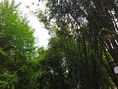 -望江楼公园