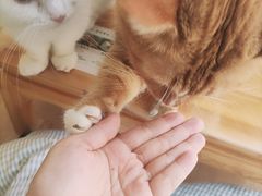 -MOYOYO猫咪咖啡店