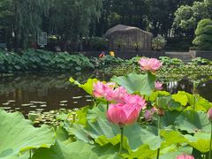 -陈家山荷花公园