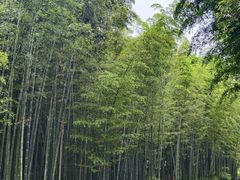 -蜀南竹海景区