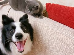 -北京恒爱动物医院(清景园分院)