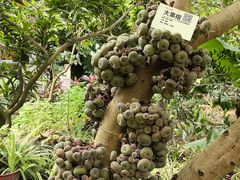 -呀路古热带植物园