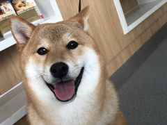 -爱妮康宠物医院·干细胞免疫细胞·肿瘤·心脏(张江店)