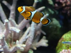 -暹罗海洋世界