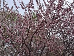 -桃花堤公园