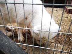 -宫城藏王狐狸村