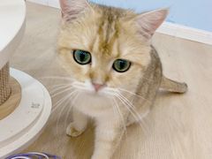 -1013 PET SHOP 宠物商店(近铁城市广场店)