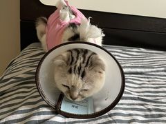 -喜多萌中农锦绣动物医院24H·猫科·牙科MRI·CT