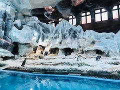-帝企鹅自助餐厅•儿童岛•真企鹅(长隆企鹅酒店)