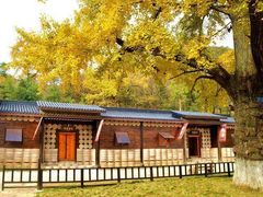 -千年银杏谷文化旅游区
