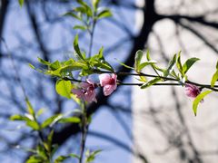 -陕西广播电视塔