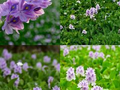 -白鹭湾湿地公园