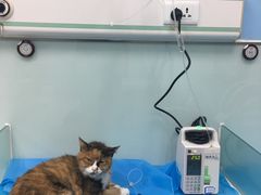 -纳吉亚猫专科动物诊疗中心(蒋宅口分院)
