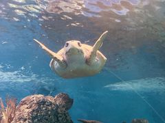 -上海海洋水族馆