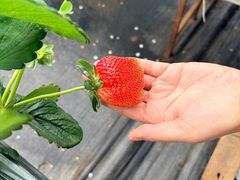 -甜心庄园·甜心草莓采摘园(西青中北店)