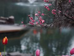 -苏州公园(双塔街道)