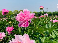 -扬州芍药园(仪征市)