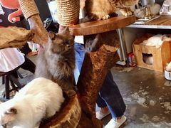 -more than meow吴止猫主题餐厅(承德 中船汇店)