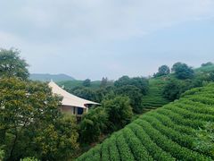 -帐篷客·溪龙茶谷度假酒店