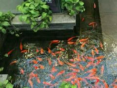 -旺顺阁鱼头泡饼(小红门店)